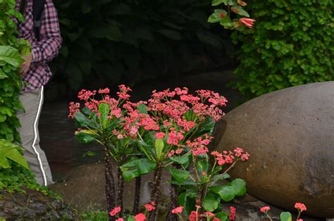 大葉麒麟花|大葉麒麟花(嘉義植物園)